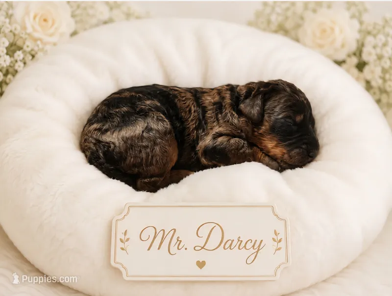 Mr. Darcy – Bernedoodle puppy for sale in North Adams, MI