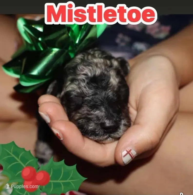 Mistletoe