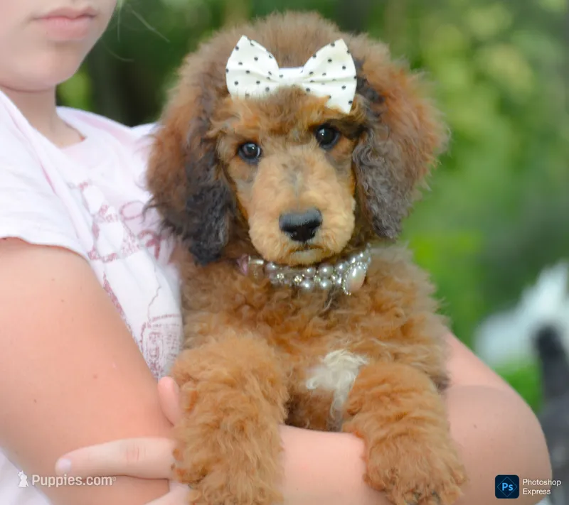 Cherry – Poodle - Standard  puppy for sale in North Adams, MI