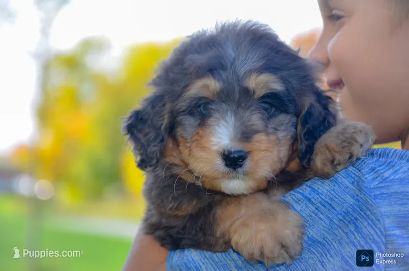 Jake – Miniature Bernedoodle puppy for sale in North Adams, MI