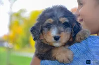 Jake, a male Miniature Bernedoodle for sale in North Adams, MI – 1 of 1