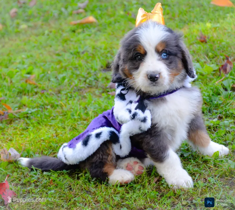 Nigel – Miniature Bernedoodle puppy for sale in North Adams, MI