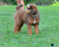 Cherry, a female Poodle - Standard  for sale in North Adams, MI – 3 of 4
