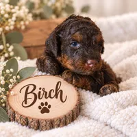 Birch, a male Poodle - Miniature  for sale in North Adams, MI – 1 of 1