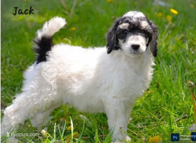 Jack – Poodle - Standard  puppy for sale in North Adams, MI
