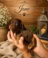 Jane, a female Bernedoodle for sale in North Adams, MI – 2 of 3
