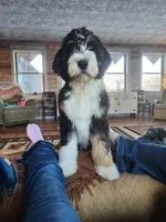 Cora, a female Bernedoodle for sale in North Adams, MI – Photo 3 of 3