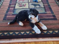 Cora, a female Bernedoodle for sale in North Adams, MI – Photo 2 of 3