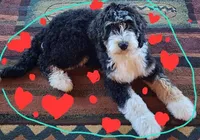 Cora, a female Bernedoodle for sale in North Adams, MI – Photo 1 of 3