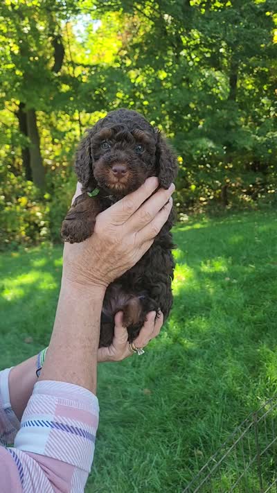Hickory, a male Poodle - Miniature  for sale in North Adams, MI – 2 of 2