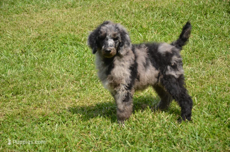 Oreo – Poodle - Standard  puppy for sale in North Adams, MI