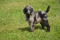 Oreo, a male Poodle - Standard  for sale in North Adams, MI – 1 of 2