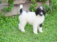 Graham , a male Poodle - Standard  for sale in North Adams, MI – 2 of 3