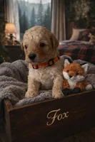 Fox, a male Poodle - Miniature  for sale in North Adams, MI – Photo 3 of 3