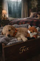 Fox, a male Poodle - Miniature  for sale in North Adams, MI – Photo 2 of 3