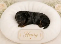 Henry, a male Bernedoodle for sale in North Adams, MI – 1 of 1