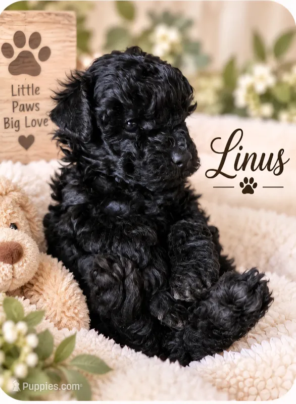 Linus – Poodle - Toy  puppy for sale in North Adams, MI