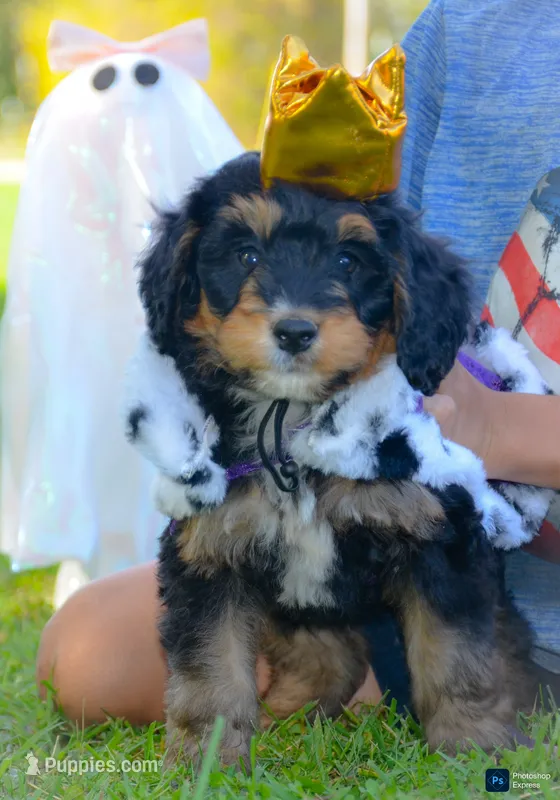 Kyle  – Miniature Bernedoodle puppy for sale in North Adams, MI