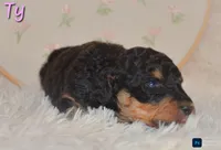 Ty, a male Poodle - Standard  for sale in North Adams, MI – Photo 2 of 2