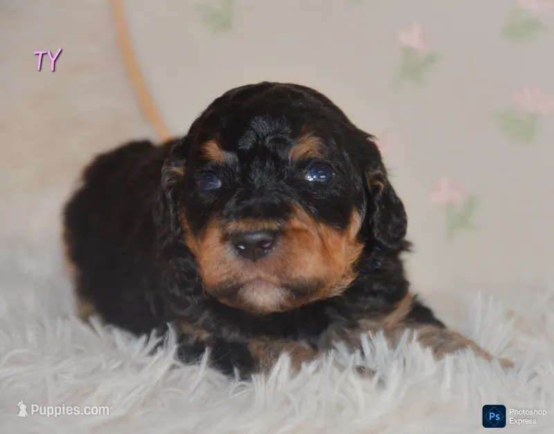 Ty – Poodle - Standard  puppy for sale in North Adams, MI