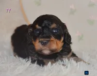 Ty, a male Poodle - Standard  for sale in North Adams, MI – Photo 1 of 2