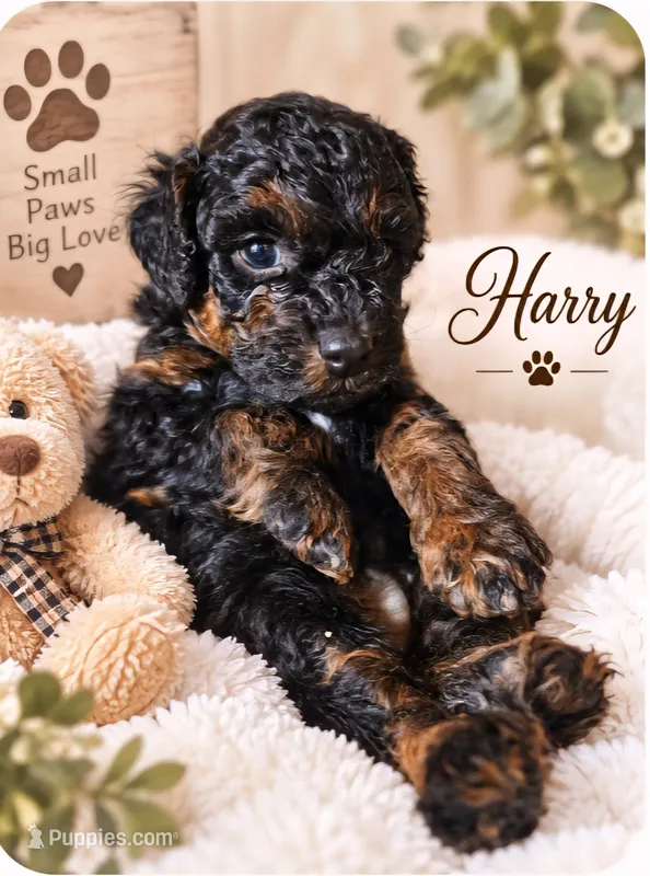 Harry – Poodle - Toy  puppy for sale in North Adams, MI