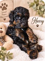 Harry, a male Poodle - Toy  for sale in North Adams, MI – 1 of 1