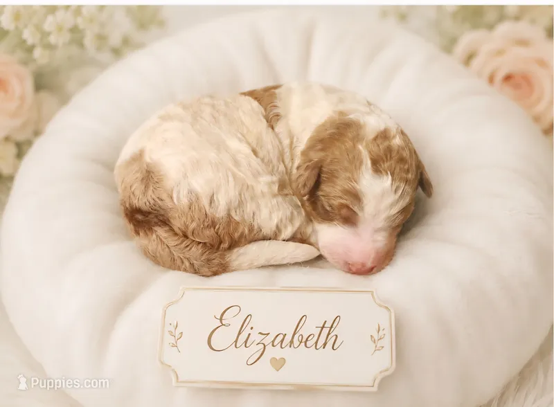 Elizabeth – Bernedoodle puppy for sale in North Adams, MI