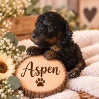 Aspen, a female Poodle - Miniature  for sale in North Adams, MI – 1 of 1