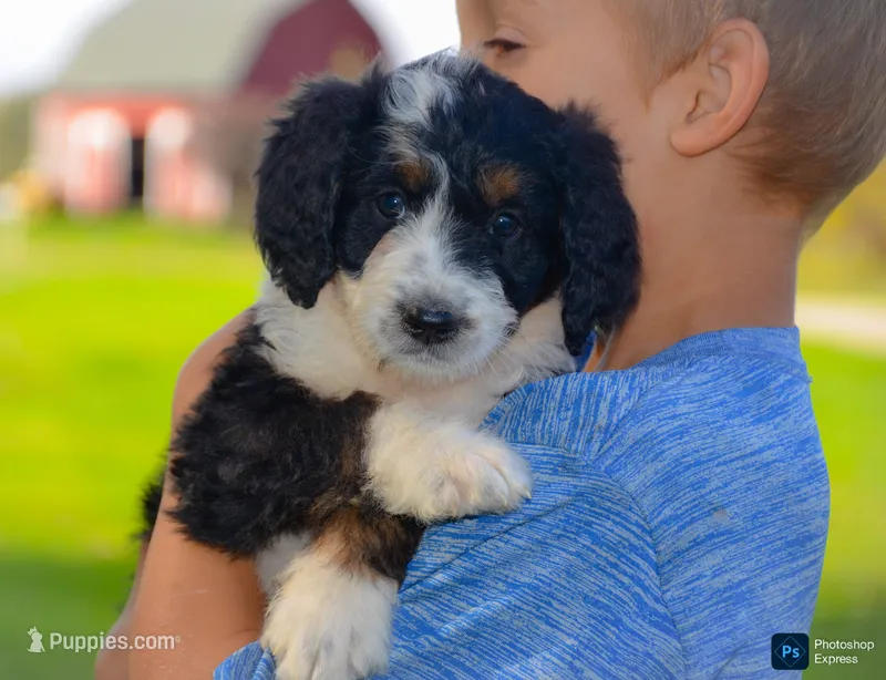 Lorraine – Miniature Bernedoodle puppy for sale in North Adams, MI