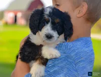 Lorraine, a female Miniature Bernedoodle for sale in North Adams, MI – 1 of 2