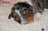 Eloise , a female Miniature Bernedoodle for sale in North Adams, MI – Photo 2 of 2