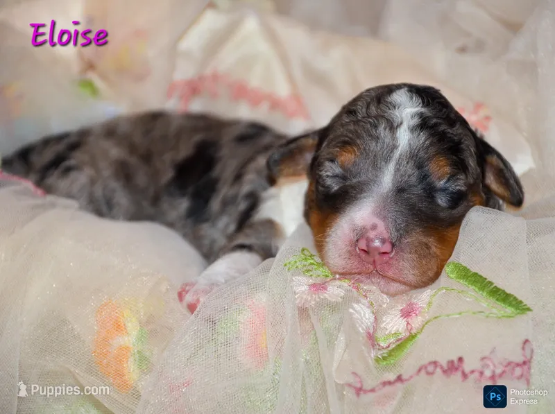 Eloise  – Miniature Bernedoodle puppy for sale in North Adams, MI