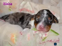 Eloise , a female Miniature Bernedoodle for sale in North Adams, MI – Photo 1 of 2