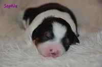 Sophie, a female Miniature Bernedoodle for sale in North Adams, MI – Photo 1 of 3