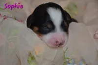 Sophie, a female Miniature Bernedoodle for sale in North Adams, MI – Photo 3 of 3