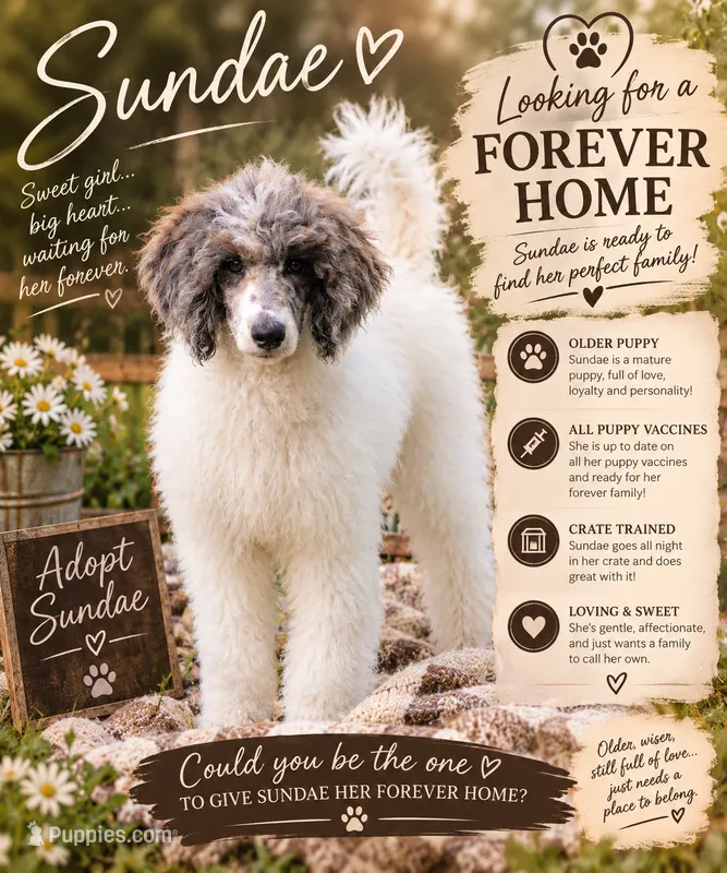 Sundae – Poodle - Standard  puppy for sale in North Adams, MI