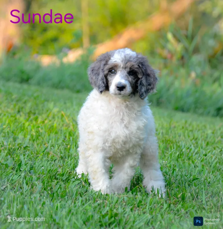 Sundae – Poodle - Standard  puppy for sale in North Adams, MI