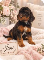 Jane, a female Bernedoodle for sale in North Adams, MI – 1 of 3
