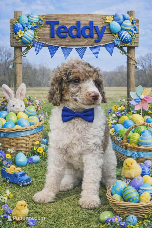 Teddy – Poodle - Multi-Colored Standard puppy for sale in North Adams, MI