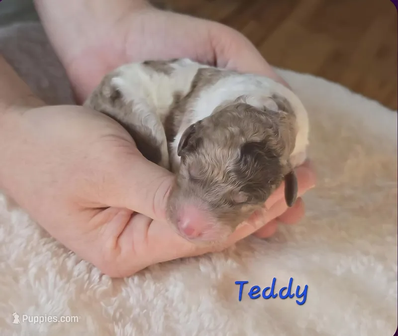 Teddy