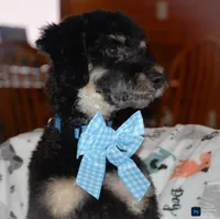 Snowball-Training, a male Miniature Bernedoodle for sale in North Adams, MI – Photo 3 of 4