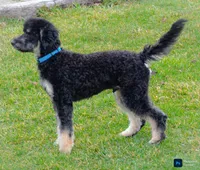 Snowball-Training, a male Miniature Bernedoodle for sale in North Adams, MI – Photo 2 of 4