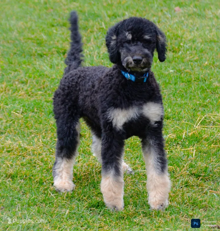 Snowball-Training, a male Miniature Bernedoodle for sale in North Adams, MI – Photo 1 of 4