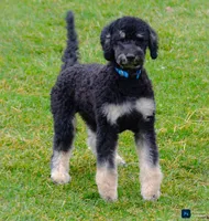Snowball-Training, a male Miniature Bernedoodle for sale in North Adams, MI – Photo 1 of 4