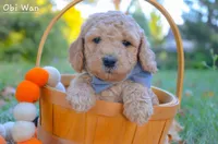 Obi Wan, a male Goldendoodle for sale in North Adams, MI – Photo 1 of 4