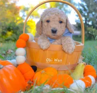 Obi Wan, a male Goldendoodle for sale in North Adams, MI – Photo 4 of 4