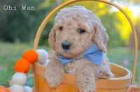 Obi Wan, a male Goldendoodle for sale in North Adams, MI – Photo 2 of 4