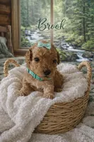 Brooke, a female Poodle - Miniature  for sale in North Adams, MI – Photo 2 of 3