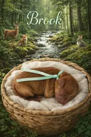 Brooke, a female Poodle - Miniature  for sale in North Adams, MI – Photo 1 of 3